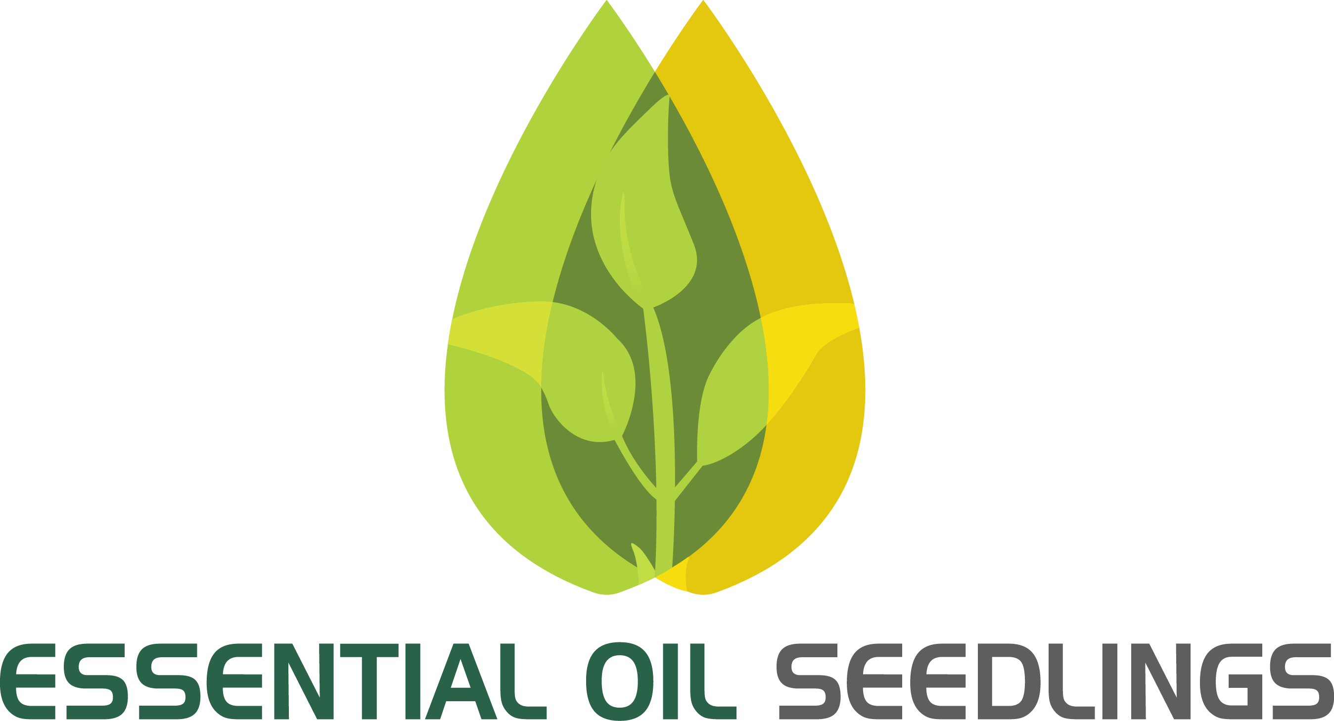 Essential Oil Seedlings